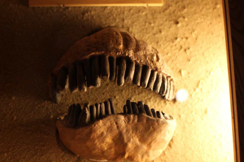 Diplodocus Teeth | They look a lot like something Tim ...