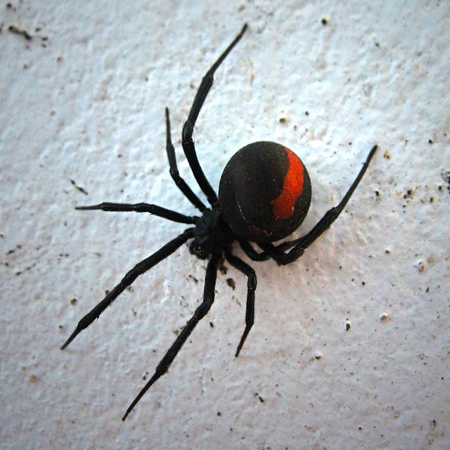 red-back-spider-en-wikipedia-wiki-red-back-spider-estelucy-flickr