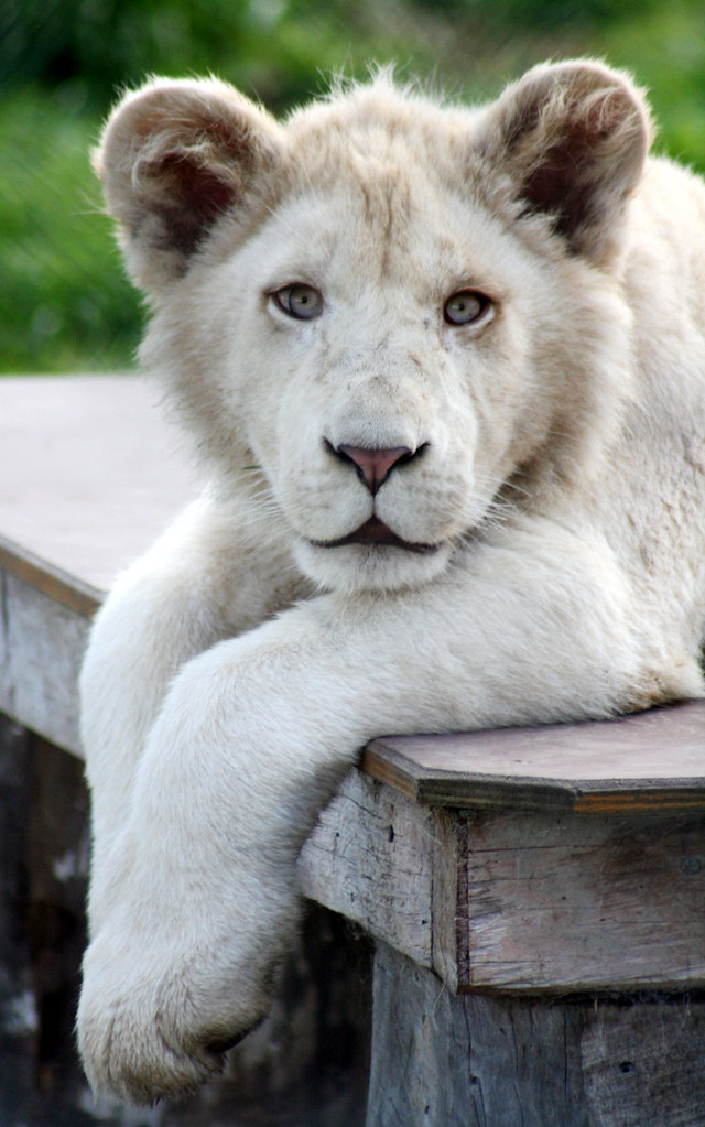 White Lion Cub | This is a male White lion Cub, there are ei… | Flickr