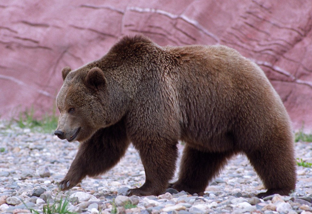 Grizzly Bear | Chascar | Flickr