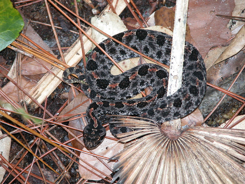 Pygmy Rattlesnake, Florida | Pygmy Rattlesnake (Sistrurus mi… | Flickr1024 x 768