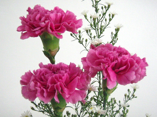 Image result for Carnations