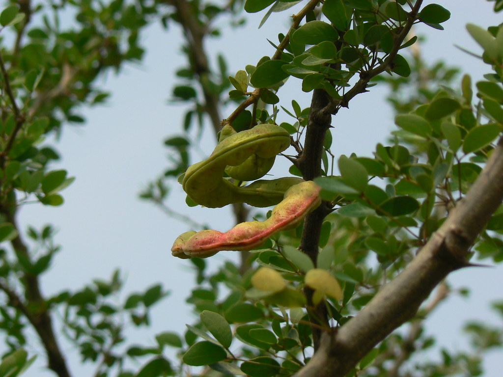 Jungle Jalebi (Hindi: जंगल जलेबी) | Fabaceae (pea, or bean f… | Flickr