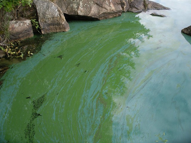 Cyanobacteria in Lake Littoistenjärvi