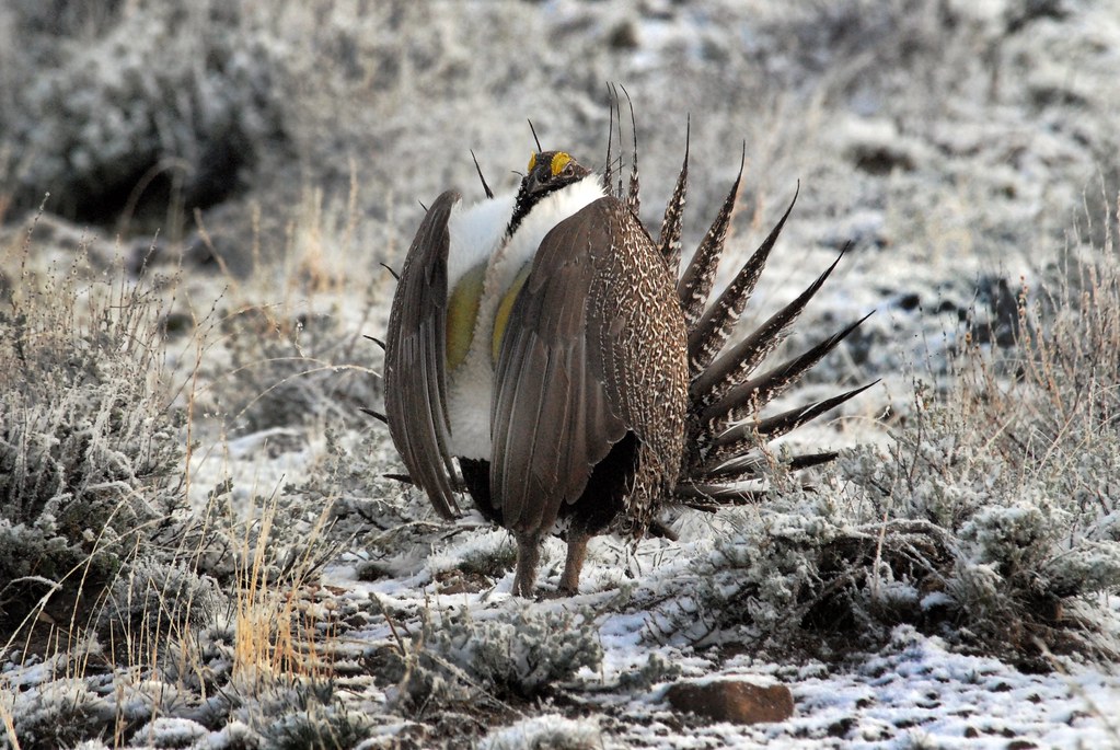 Greater Sage-Grouse (Centrocercus urophasianus) DSC_0122 | by NDomer73
