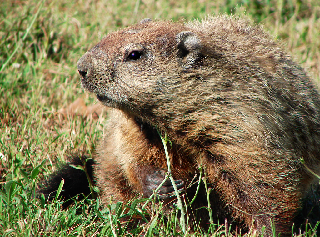 Are a Groundhog and Woodchuck the Same Animal?