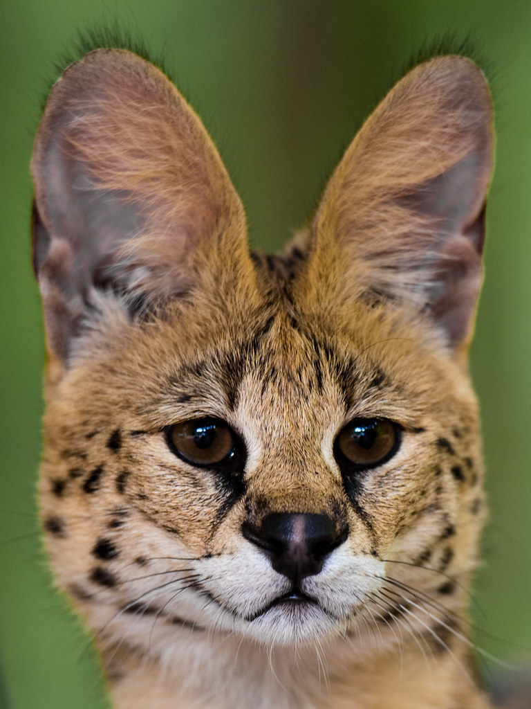Serval The Serval is a medium sized African wild cat It m Flickr