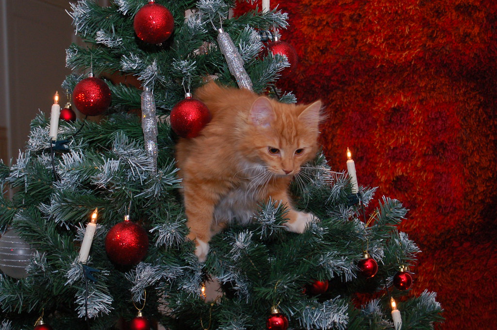Cat jumping from christmas tree HeidiS. Flickr