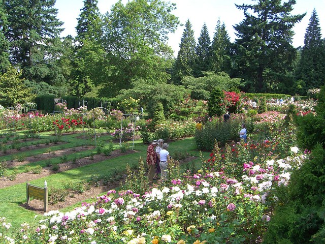 Portland International Rose Test Garden In Washington Park Flickr
