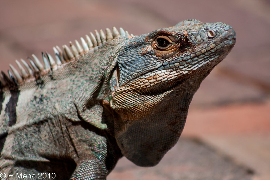 Garrobo / Spiny tail Iguana | Filo: Chordata Clase: Reptilia… | Flickr