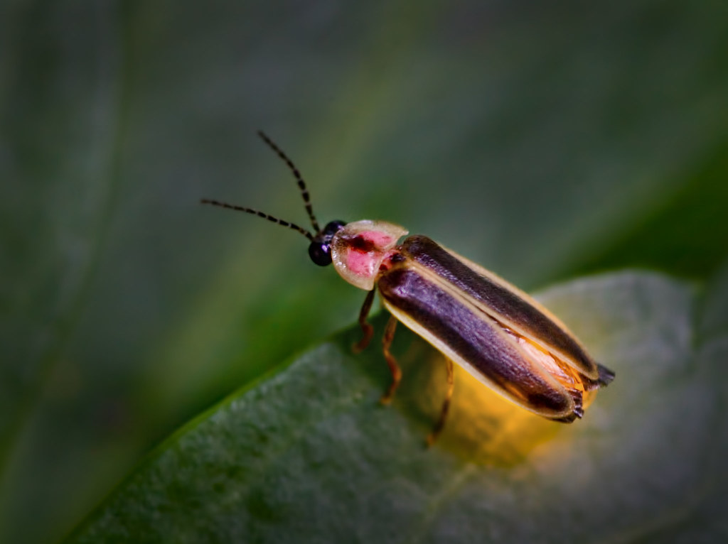 montessori-zoology-insects-firefly-pinegreenwoods