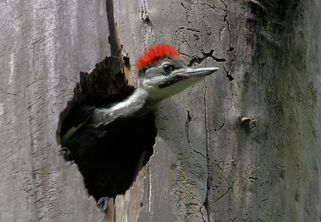 Baby Pileated Woodpecker This baby female Pileated