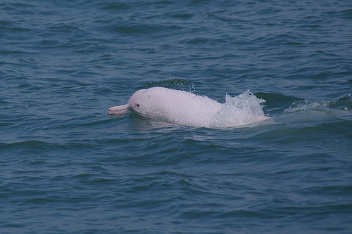 瀕危的中華白海豚，如今只餘60隻。攝影：張恆嘉。本報資料照。圖片來源：彰化環保聯盟。