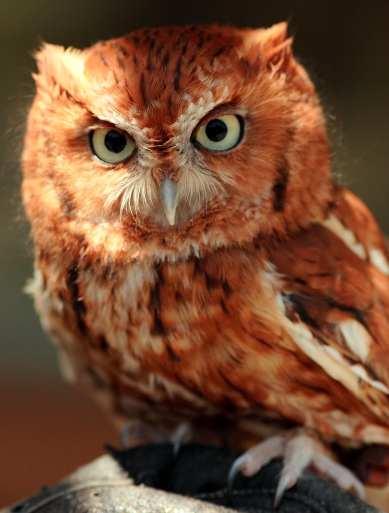 Red-Phase Eastern Screech Owl | being held by a keeper near … | Flickr