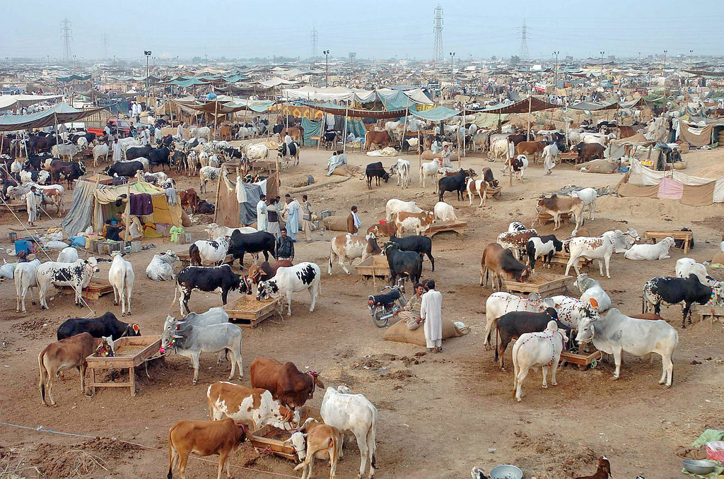 Cattles  Pakistani cattle vendors tend their animals at a 