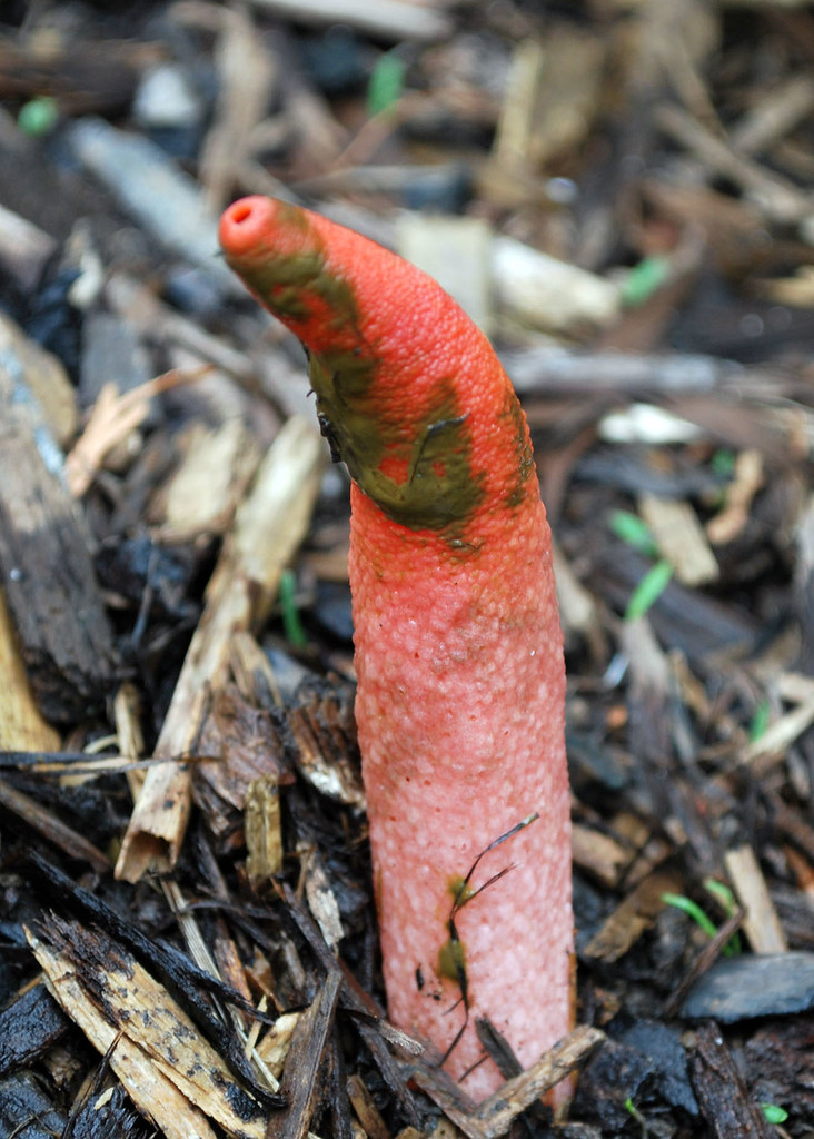 Dog stinkhorn (Mutinus caninus) Growing in the mulch by