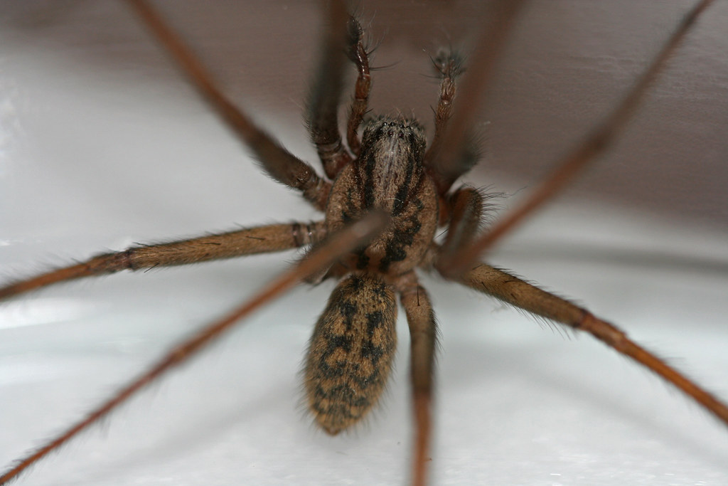 Which Spider Is More Venomous Black Widow Or Brown Recluse - Giant House Spider 2 | Notice the EIGHT eyes! spiders are ... - The spider produces a neurotoxic protein that is.