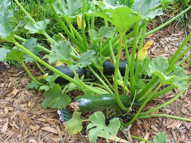 zucchini | our zucchini plant is starting to pump out ...