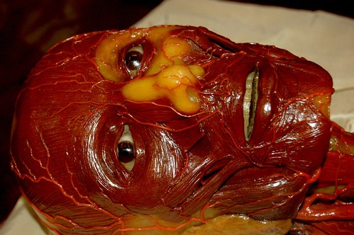 Muscles of the Face | From the Wax Anatomical Models at La S… | Flickr
