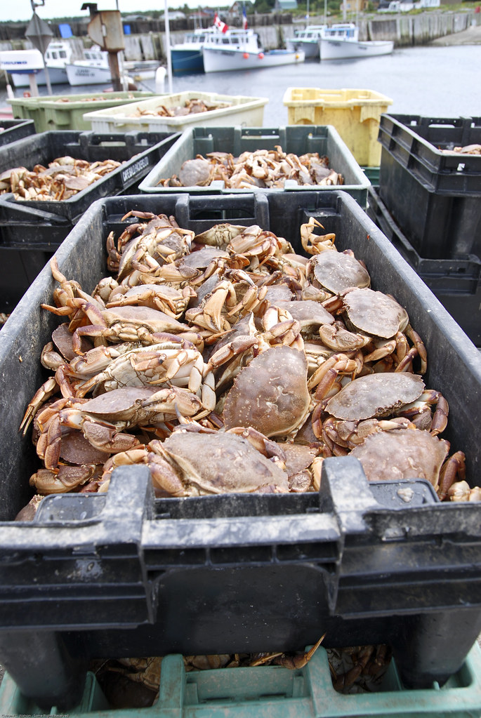 Bounty | The definition of fresh catch, the crabs were ...
