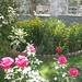 Roses at Kabul Medical University | Explore hewy's photos on… | Flickr ...