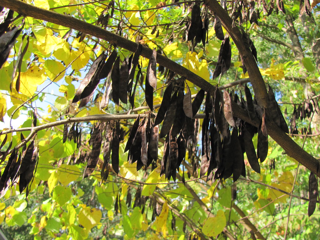 Cercis Canadensis,(Redbud, Judas Tree) Seed Pods in Autumn… Flickr
