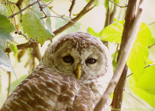 Owl on the Mississippi River Trail / Tecolote en el Rio Mi… | Flickr