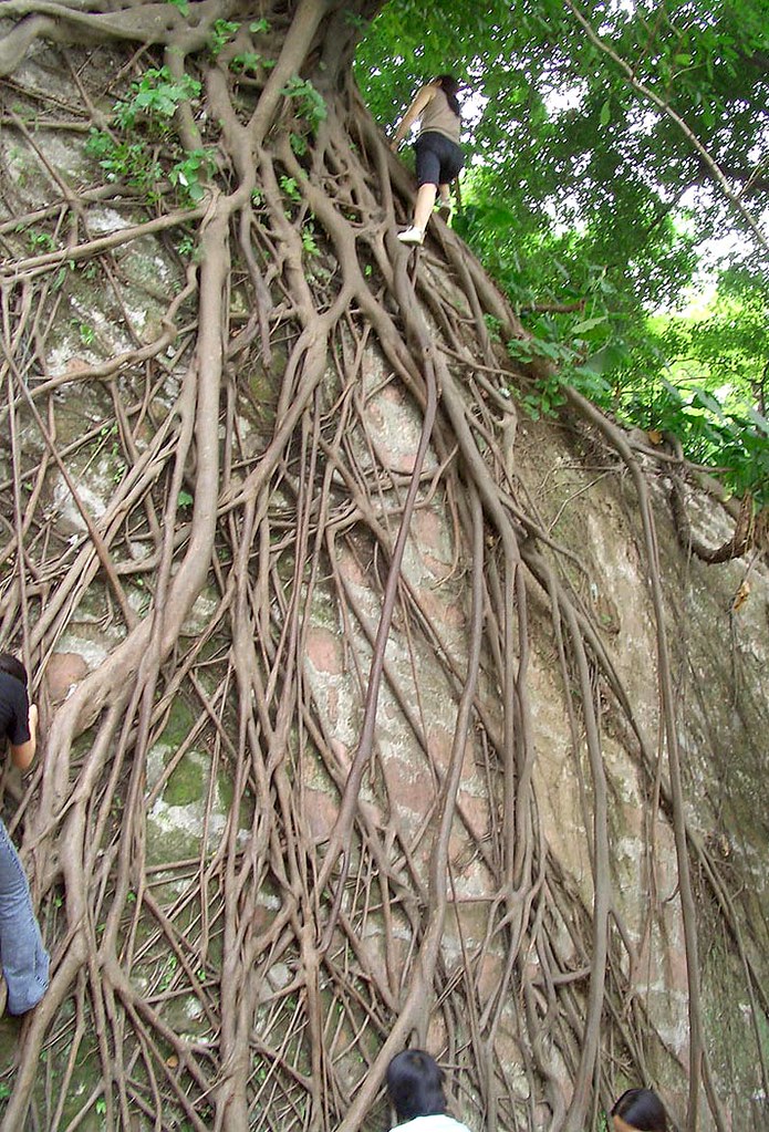 Root Climbing China's latest sports craze "Root Climbing"… Flickr