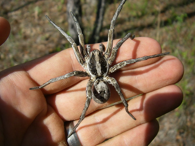 Hogna carolinensis | Caroline Wolf spider FL: St. Johns Co. | Jason