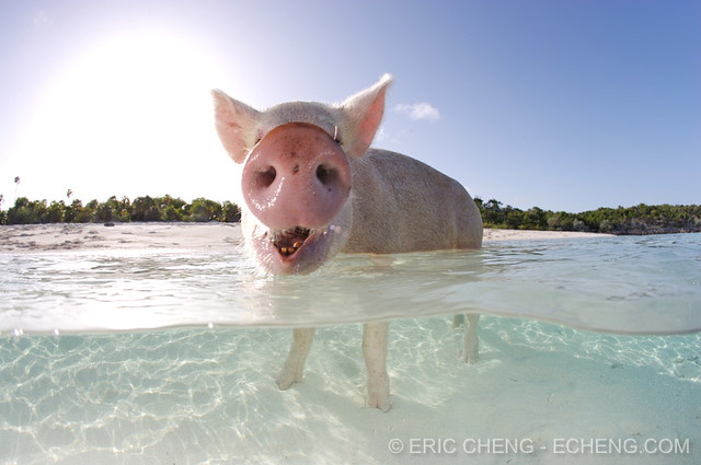 Split pig, Bahamas