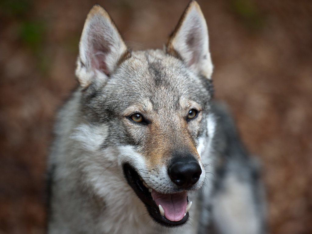 Czechoslovakian Wolf Dogs / Tschechoslowakischer Wolfshund… | Flickr