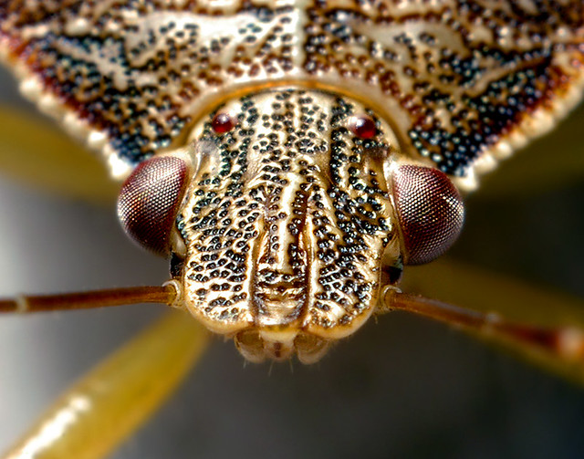 Stink Bug Head - Podisus? | Close crop of this guy's head. L… | Flickr