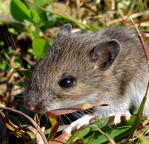 Baby Field Mouse