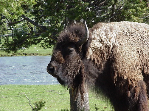 Upclose bison