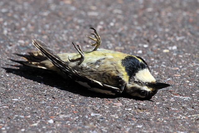 Dead Yellow-bellied Sapsucker