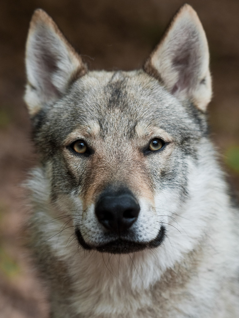 Czechoslovakian Wolf Dogs Tschechoslowakischer Wolfshund Flickr