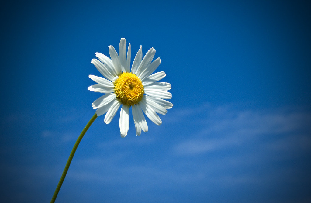 Daisy in the sky | Some other wonders of nature. | Michel Filion | Flickr