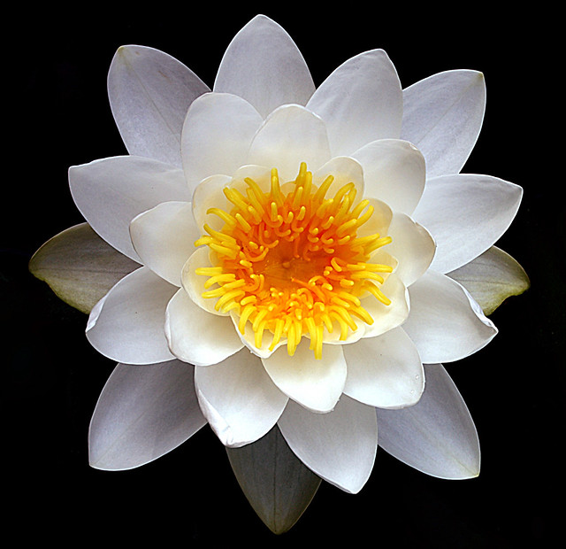 Symmetry | I like the almost perfect symmetry of this white \u2026 | Flickr
