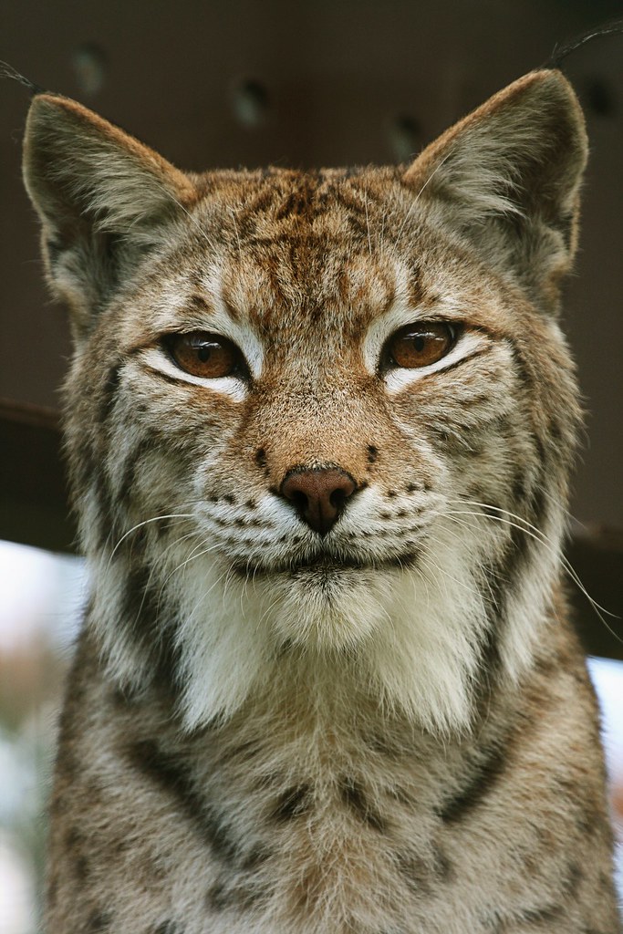 Banshee Eurasian Lynx Banshee was bought as a pet. When … Flickr