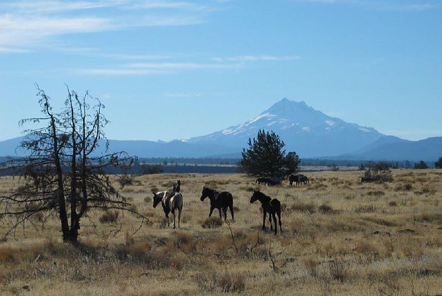 Wild Horses | On an Indian reservation near Bend Oregon. -Ad… | Flickr