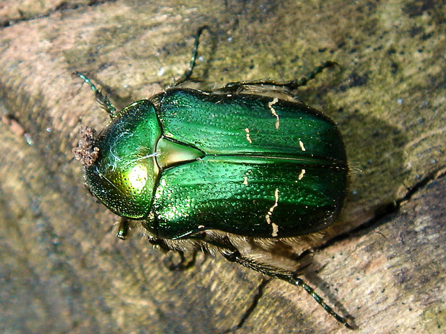 scarabé vert métalisé | Nico | Flickr