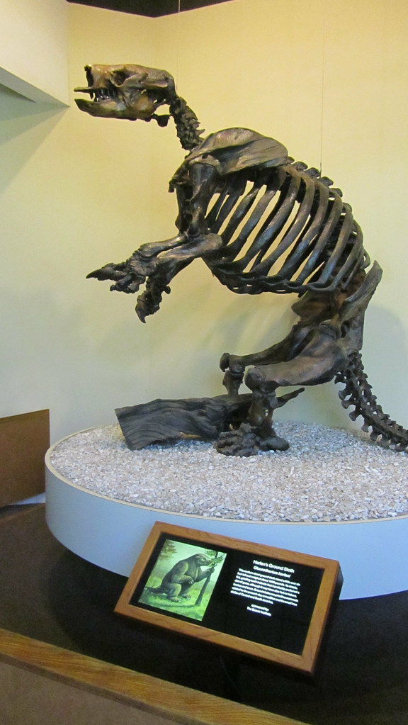 Harlan's Ground Sloth fossil skeleton | ellenm1 | Flickr