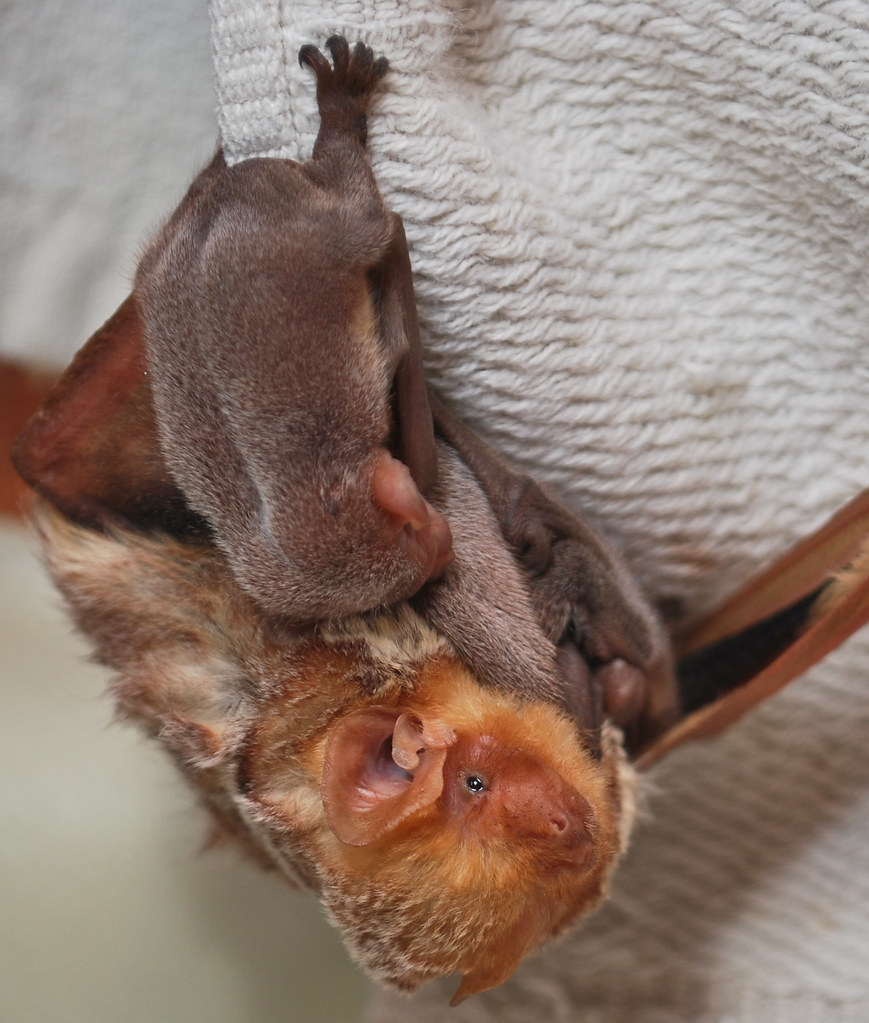 Eastern Red Bat with three babies. The Eastern Red Bat (La… Flickr