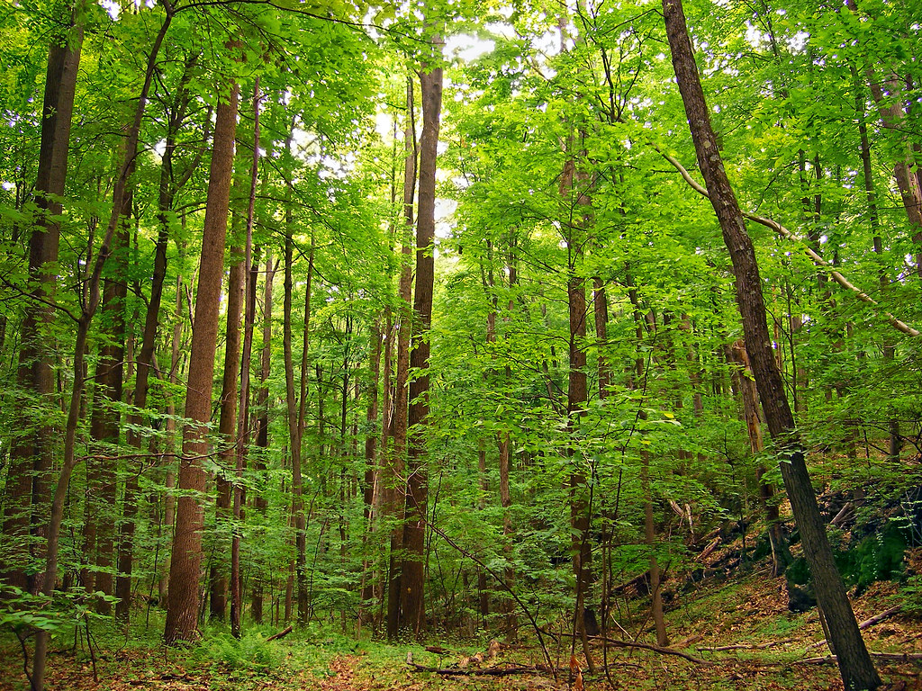 Lofty  Second-Growth Deciduous Forest, Johnsonburg Swamp -5741