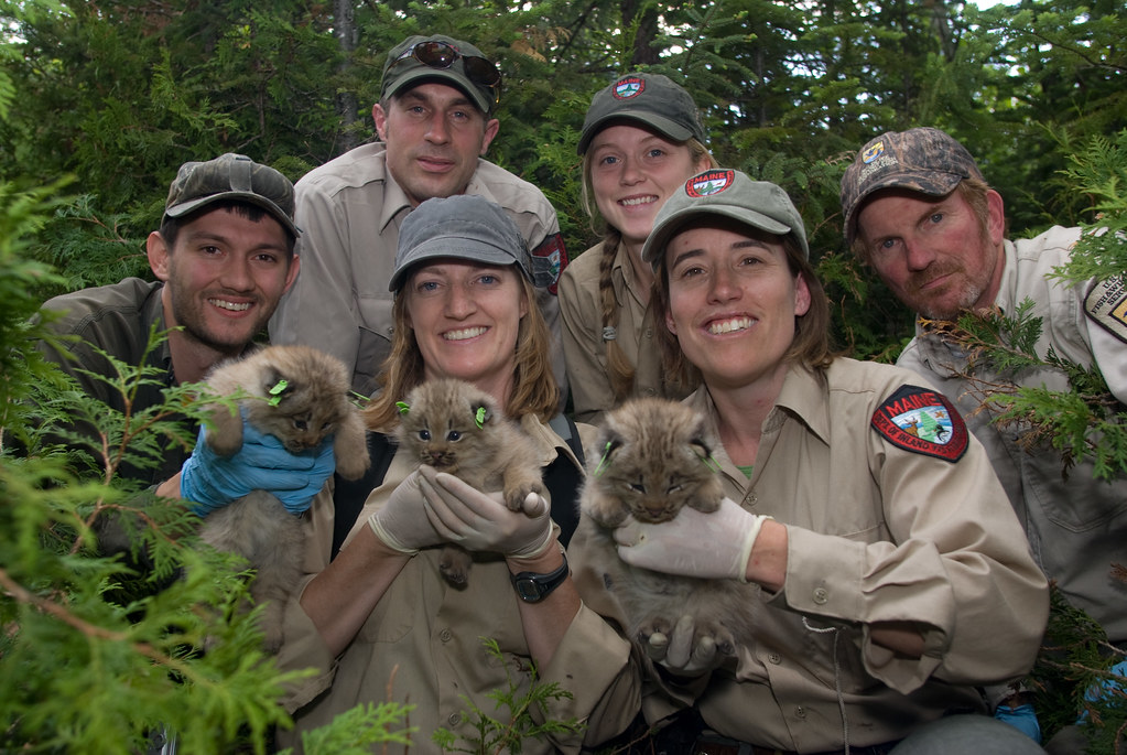 lynx-project-team-the-team-of-wildlife-biologists-student-flickr