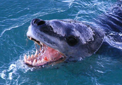 Leopard seal teeth | Photographer Sean Heseltine gets a clos… | Flickr