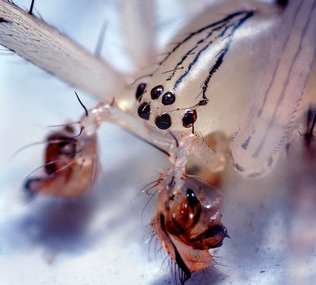 Bizarre Spider Head | Certainly not the most attractive spid… | Flickr