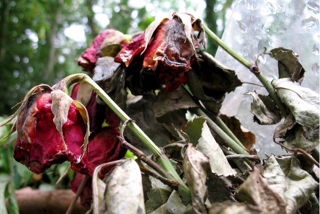 Image result for decaying roses in cemetery