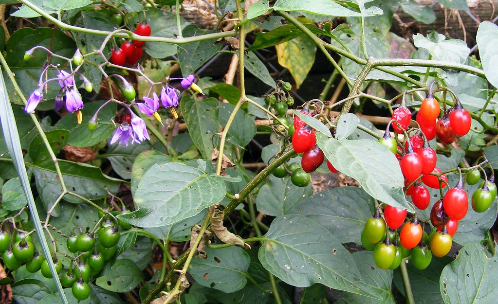 Bittersweet Nightshade Solanum dulcamara (Bittersweet
