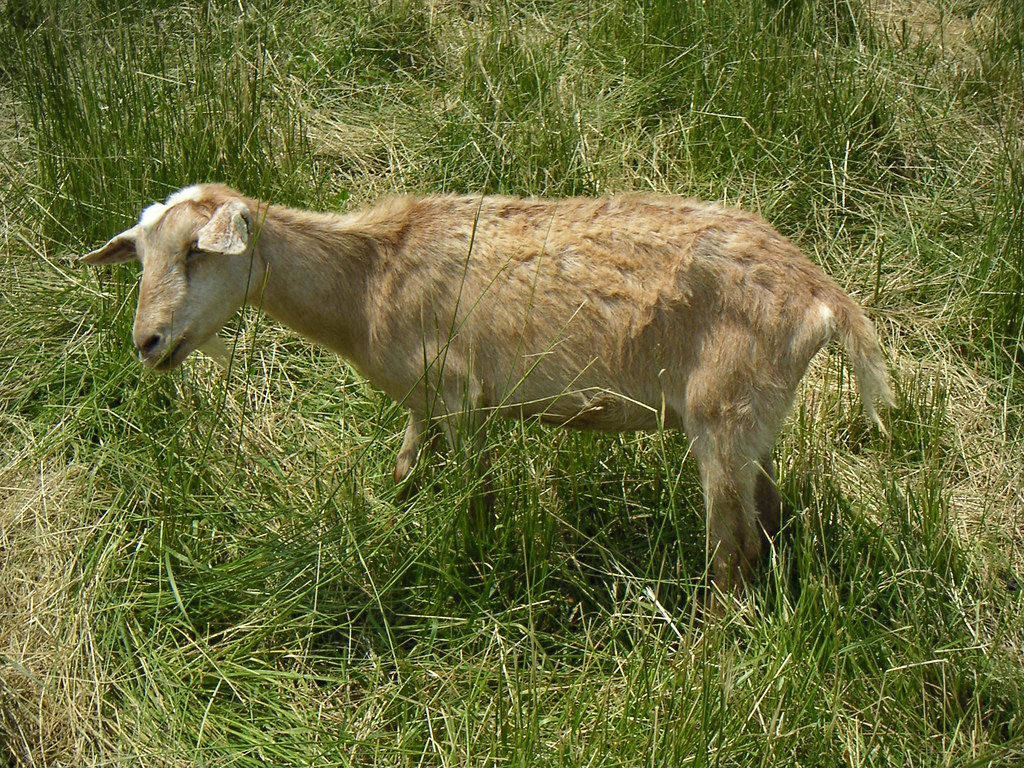 This goat looks sick, with a rough , matted coat